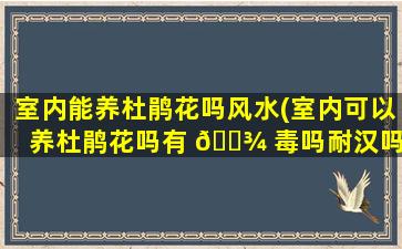 室内能养杜鹃花吗风水(室内可以养杜鹃花吗有 🌾 毒吗耐汉吗)